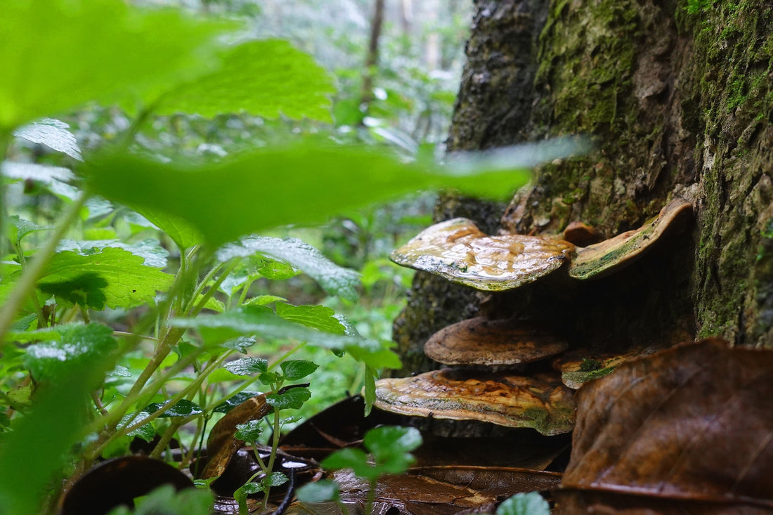 Reishi Mushrooms: An Ancient Superfood with Modern Health Benefits